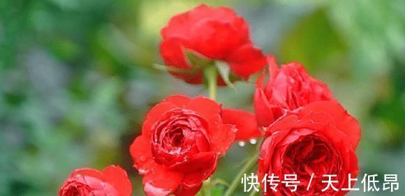 花期|花期超长的5种月季,单朵能开一个月,阳台养一盆,长期有花赏