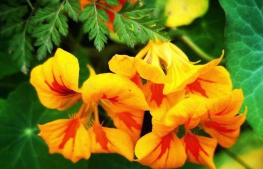 花帘子|从7月8日开始，家养此款花卉，开花爆盆很漂亮，比栀子花还香