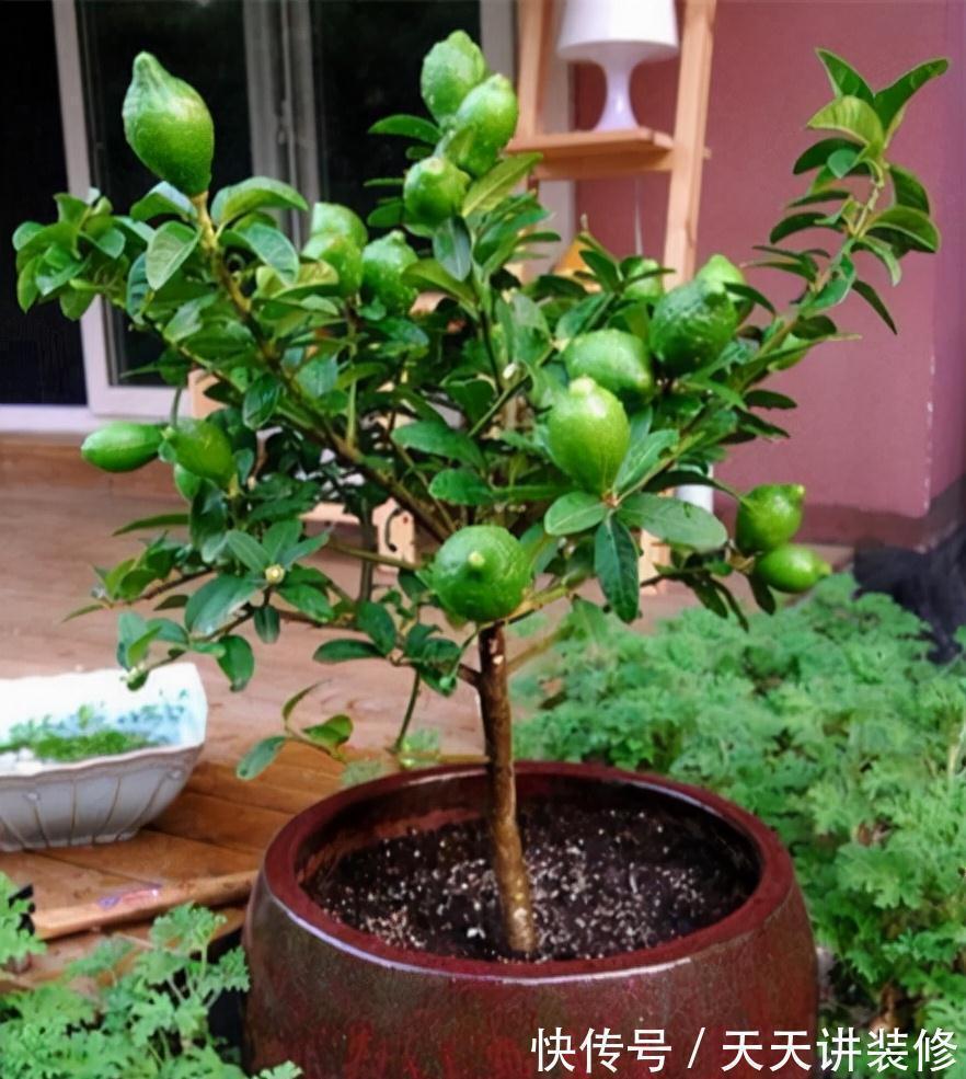 金银花|5种“养人花”,你养着它,它也养着你,家里空气清新,人健康