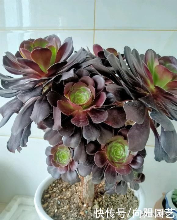 水分|夏季来临，法师进入艰难阶段，叶子开始凋落，赶紧停止浇水