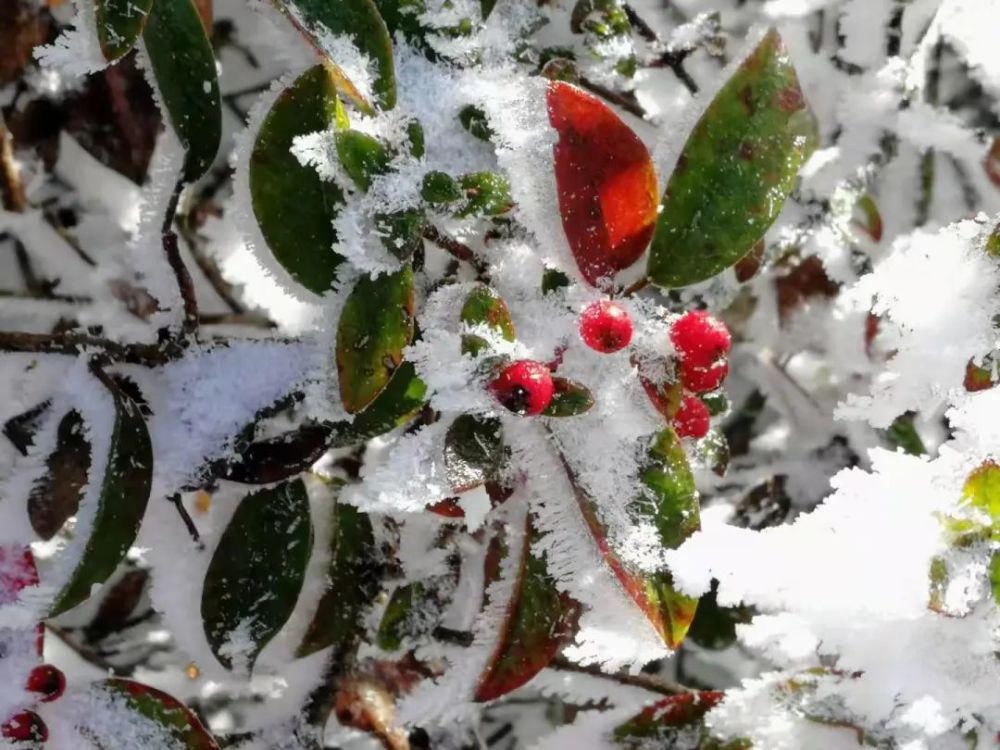 闽北雪景美图合集来啦～真正银装素裹，宛若琉璃世界！