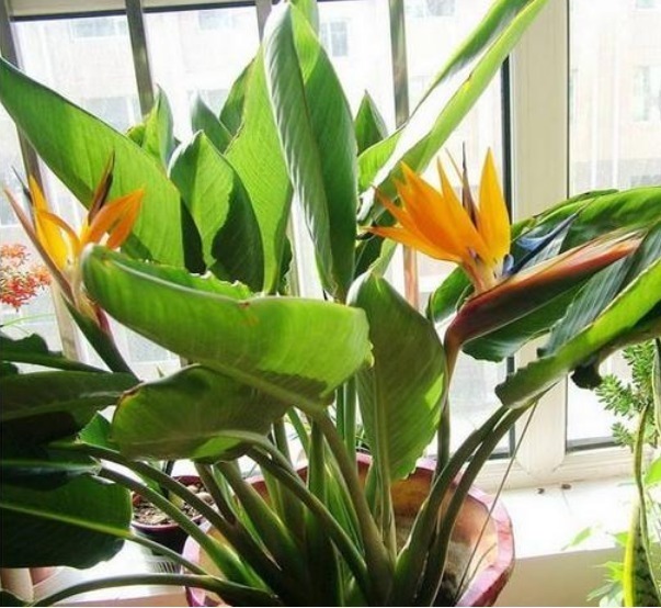 白兰花|3种花养在家里,一整年都有好运气,浇水就疯长,开花爆盆很容易