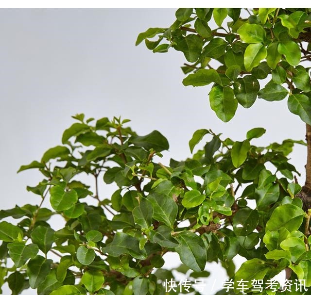 7种花，就得小盆养，盆越小水越少，长得更快！