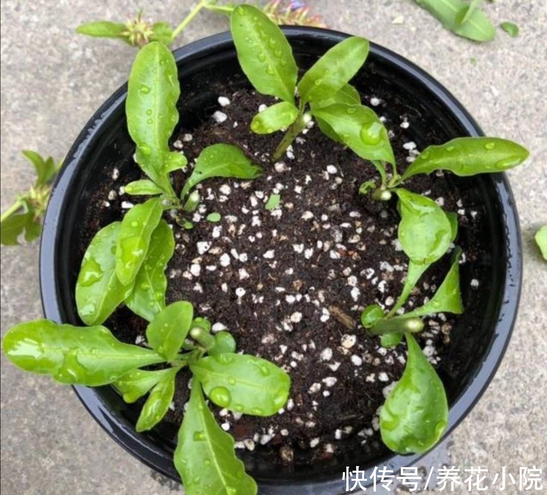 成活率|自制“生根水”,扦插花卉泡一下,生根速度快,成活率高
