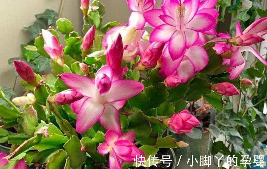 冬天蟹爪兰有“6怕”,及时避开才能开花爆盆,不然黄叶掉花苞