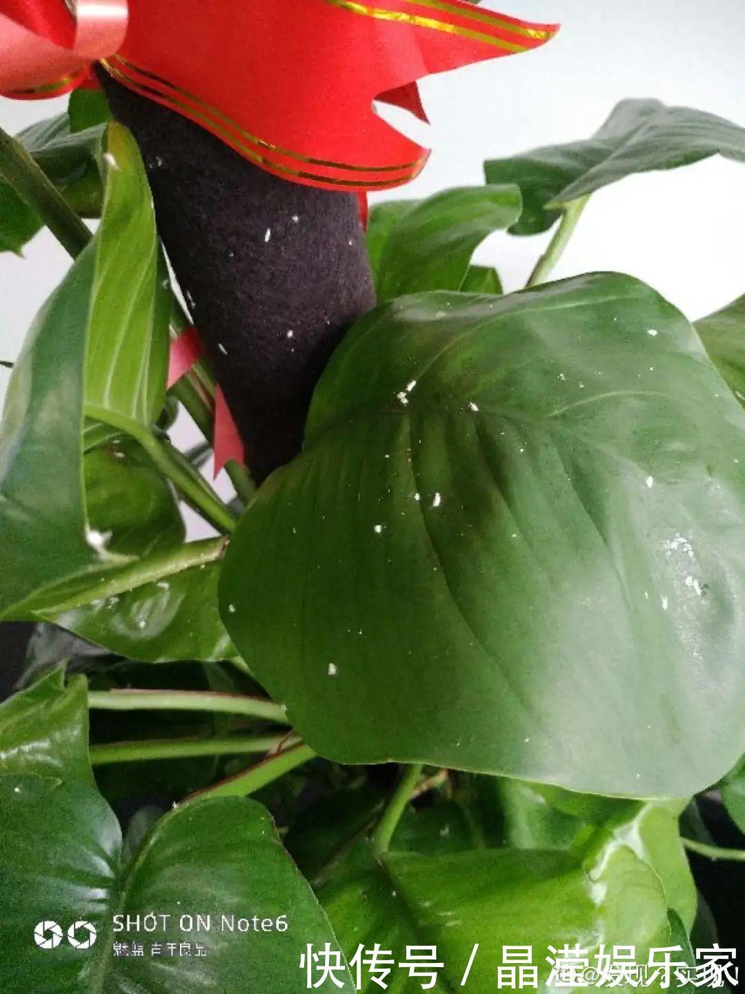 白粉病|给花喷点杀菌水,虫子全杀死,杀菌消毒叶子绿