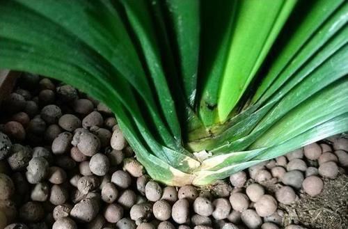 花盆|什么淘米水、啤酒水,都不如1勺溶液,家家都有,养啥旺啥