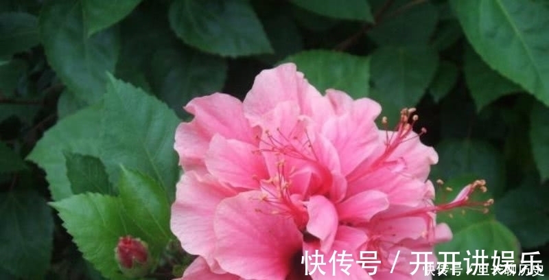 辛夷花&王维最唯美的一首诗,通篇短短的四句,却是美得犹如一幅山水画卷