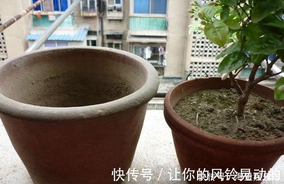 植株|茉莉花开花少，这不是问题，教你几招，花枝都是花苞