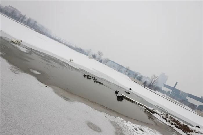 中年|东阿阿胶迎来新年第一场雪