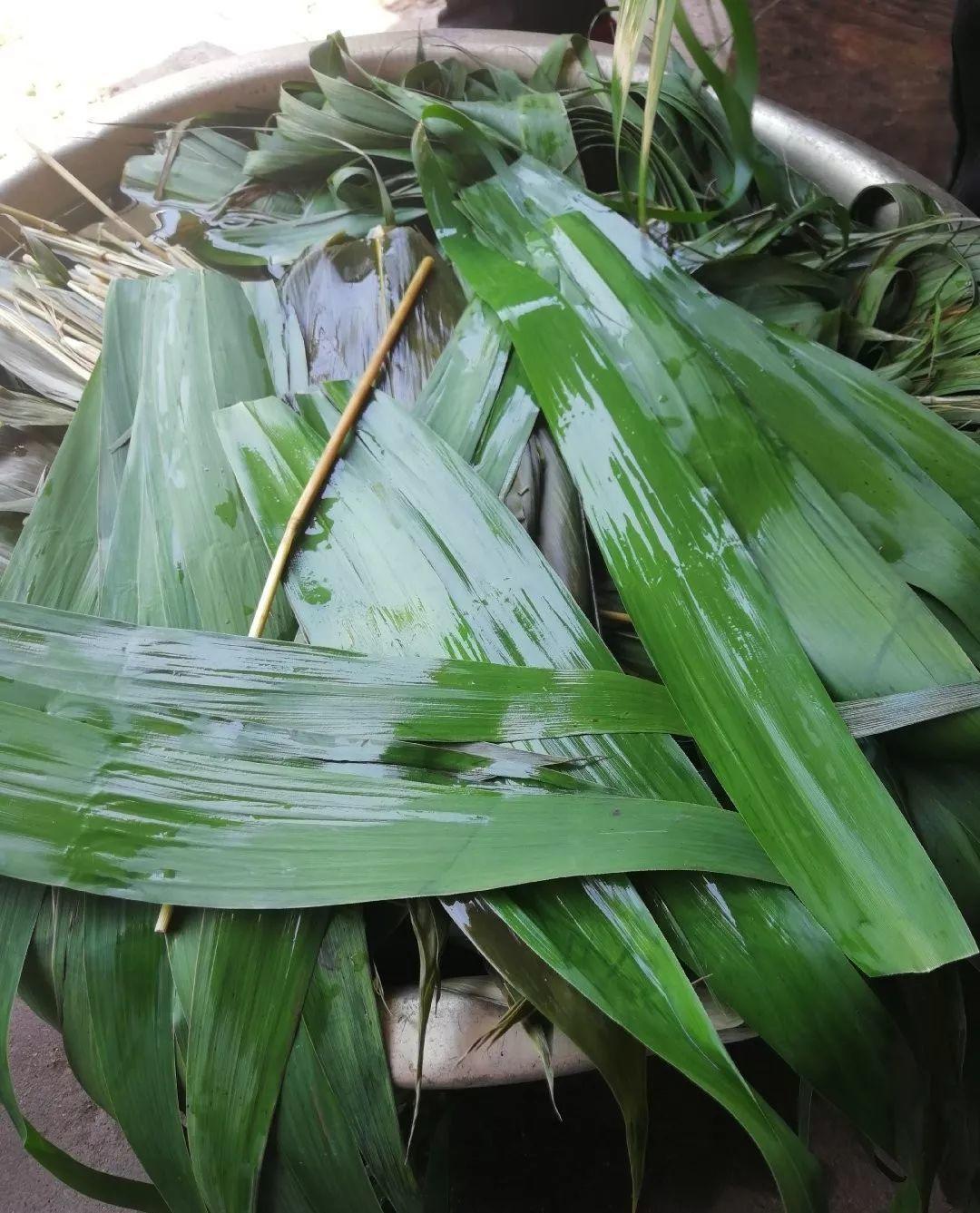 叶子|7种叶子，适合包粽子，操作方便还有竹香！