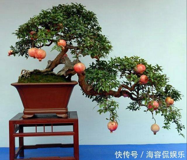 苗子|石榴盆景外形美,根系却无法附在石头上,巧用塑料瓶就解决