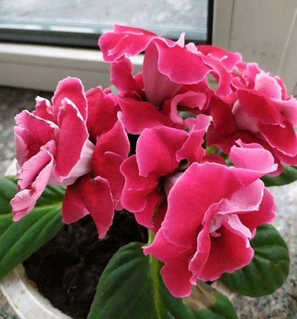 5种花叫做“度夏难”,到了夏天就黄叶干枯,花友年年养年年买