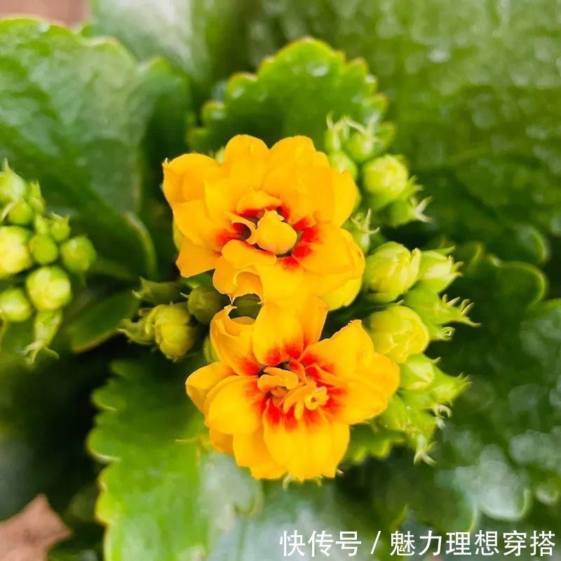 冬天常见的“吉利花”,耐旱皮实花量大,大半年都在开花