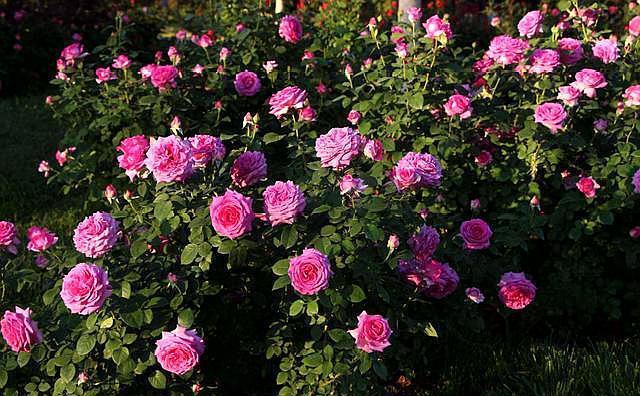 移栽|地栽藤本月季是否要经常浇水,考虑这两个因素!