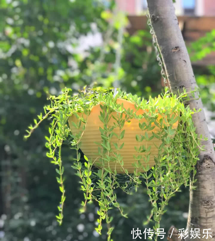 这6种花就要穷养,不花钱不用管,个个肥得流油