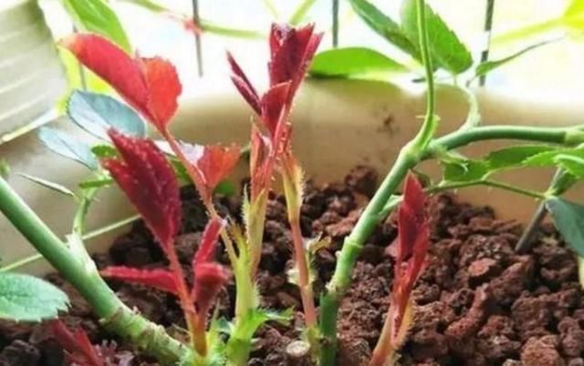 让月季爆笋芽的小“绝招”,多数人都这么做,笋芽出的又多又壮