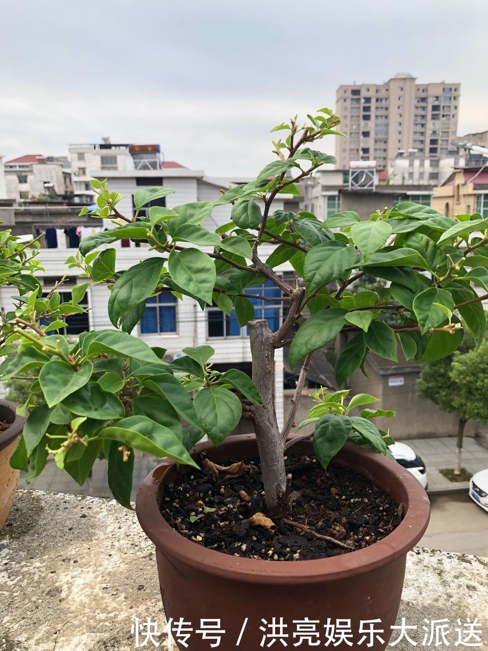 三角梅|养盆三角梅,简单一打理,花朵比叶子还密,一学就会!