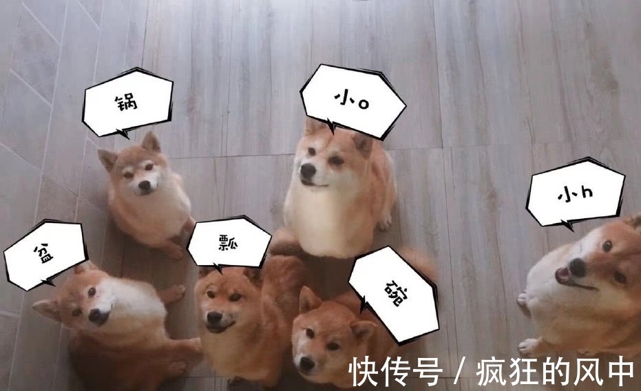 新成员|《向往的生活》路透，何炅黄磊彭昱畅进村，四位“新成员”引瞩目