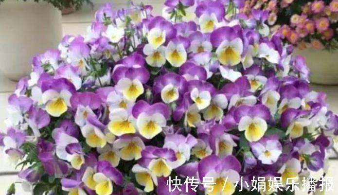 茶花|4种花很好养,耐热耐晒更耐旱,养一盆一年四季都在开!