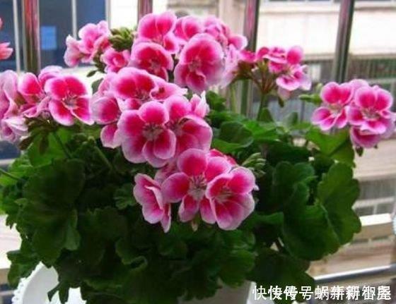 天竺葵|最美4种花,一开就是300多天,堪称“开花机器”,养在阳台极美了