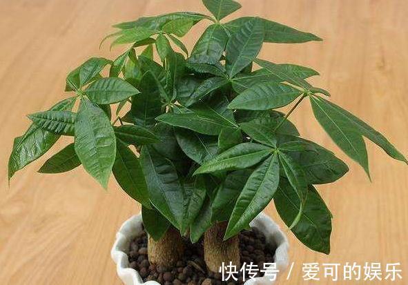 5种花黄叶别心软,狠心剪几刀,新叶冒不停,叶茂花更旺