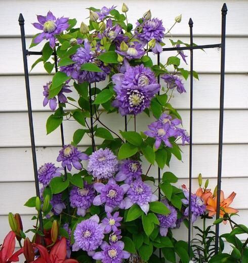 花卉|万能养花土,就去这里挖,疏松肥沃酸性大,养啥花都旺