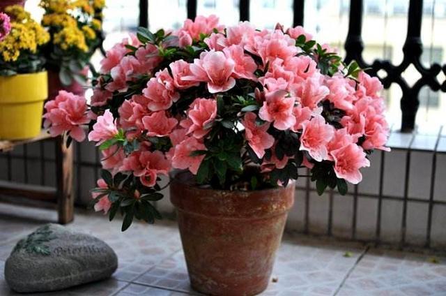 杜鹃花开花少,戴个黑帽子,开花爆盆,花朵多的数不清!