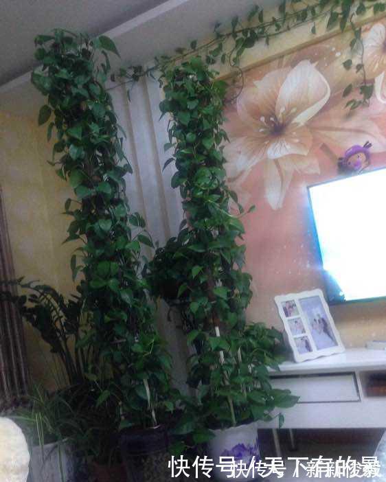 自制绿萝三脚架,6步就完成,绿萝分分钟长成绿瀑布