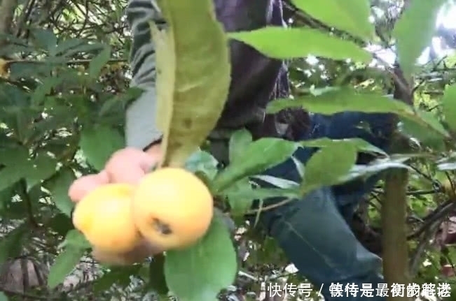 小伙|小伙冒险爬上高高的大树,只为了摘一种金黄色的果子,大伙都吃过