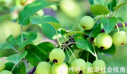 抵抗力|吃了不显老的食物,女性看过来,养护血管,增强抵抗力,肌肤好