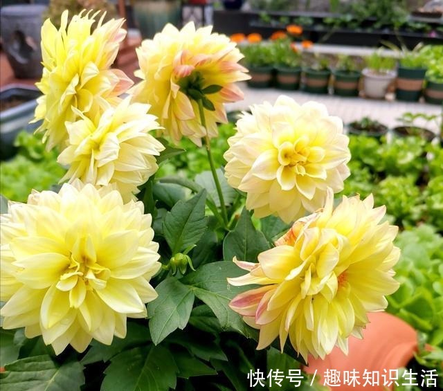 养菊花不如养此花,花开三季,秋后翻出一堆小地瓜!