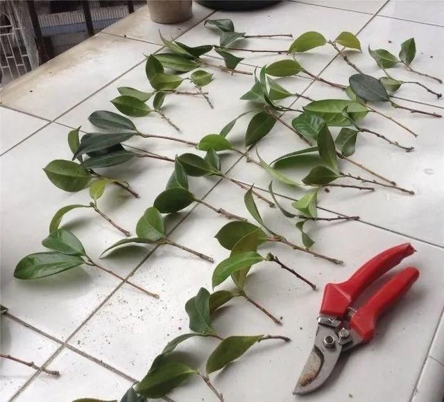 椰糠土|6月,最适合扦插的花,一插就活,大白根冒疯了