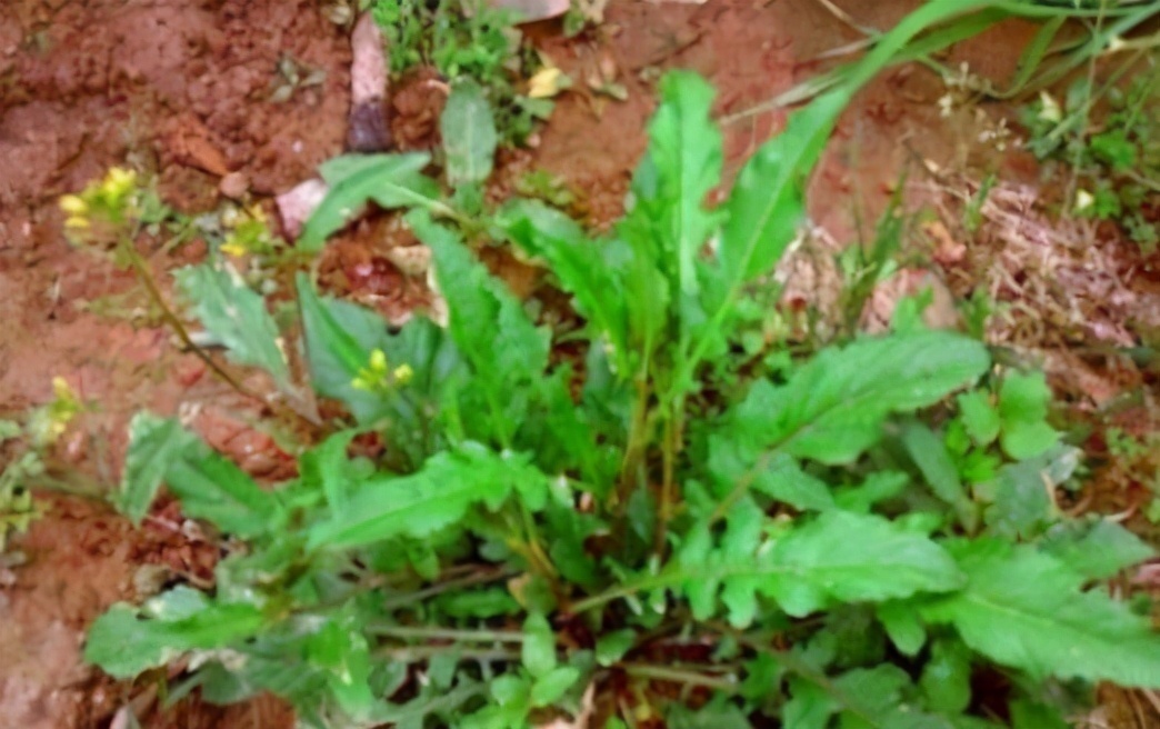 养颜|女性过40岁老的快,可以多吃3种食物,延缓衰老、排毒养颜