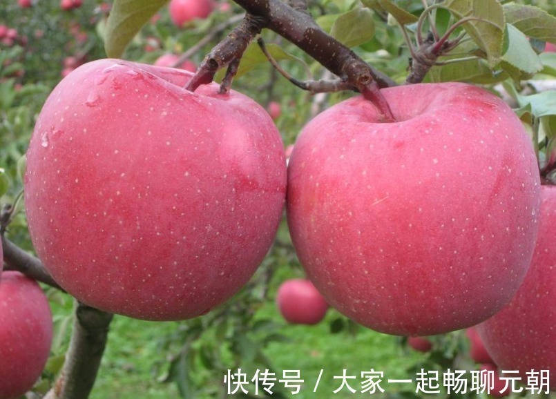 健康|吃完苹果一个小时内,不能再碰此物,吃了就是给健康找不自在!