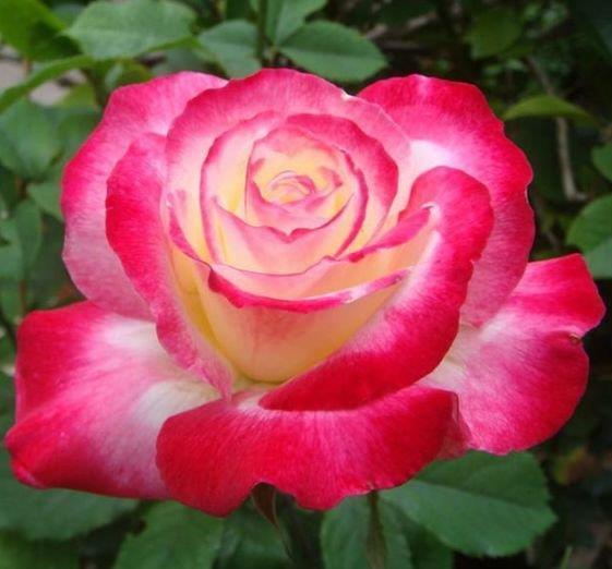 红覆轮|谁见了都喜欢的“4种花”,比牡丹还漂亮,开花多,养家里太棒了