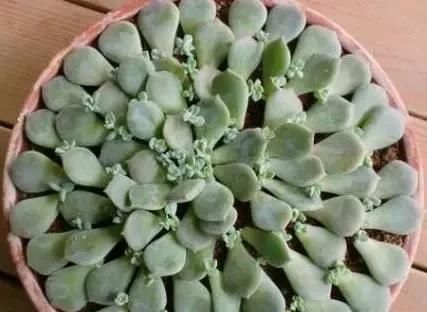 多肉白牡丹为什么感觉不好养？