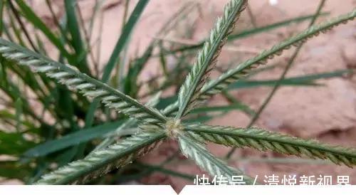 禾本科|小时候常见却叫不出名字的植物,太全了