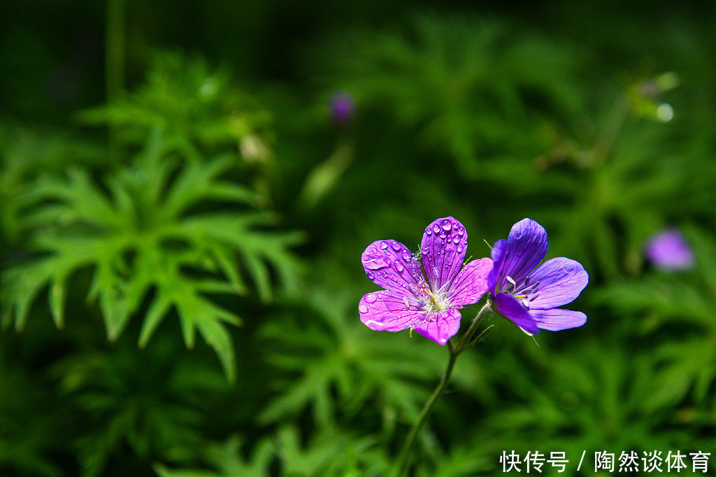 配伍|这18味药，看似普通，却不可轻视！在中药配伍中，治病出奇制胜！