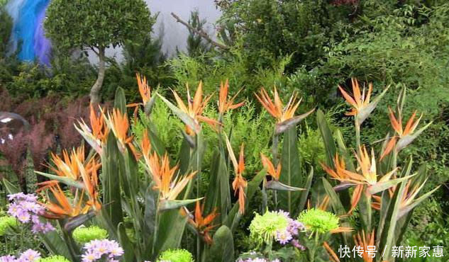 这种花鲜少人养,名字超好听,乃花卉极品