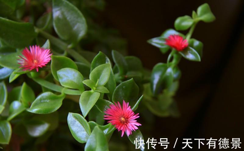 叶片|养花试试这几款,能看能养生,家里养一盆,再合适不过