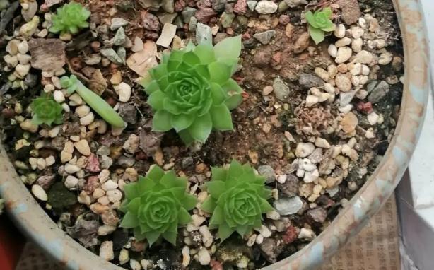 10度养多肉,不拖延这3件事,越冬后才不会仅剩空盆、垃圾