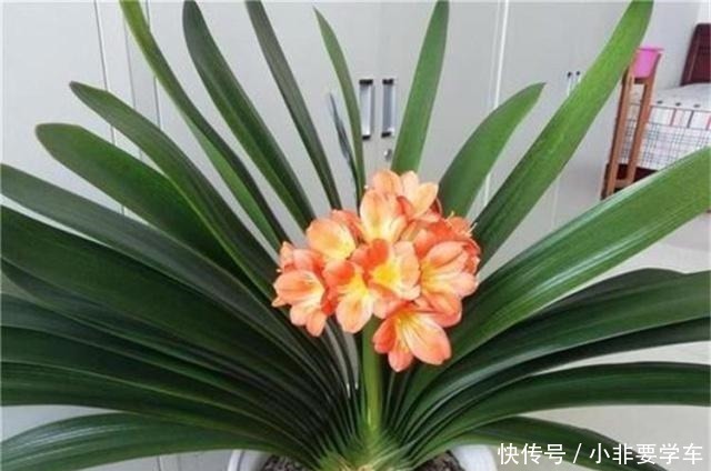 没想到!“香蕉皮”竟然有如此作用,养的君子兰,大棵又养眼!