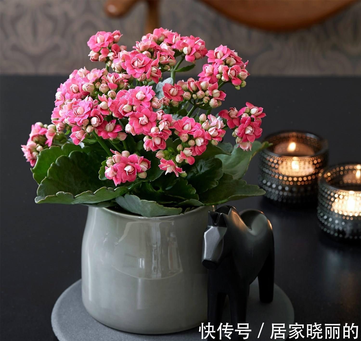 公认的“十种健康花”,建议至少养一盆,净化空气一级棒