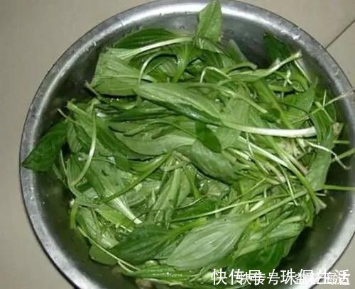 野草|农村路边常见的野草，煮水喝有“奇效”，止咳力超强