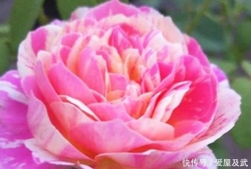 月季花友最爱的四个品种,轻轻松松养爆盆,简直是新手的福音