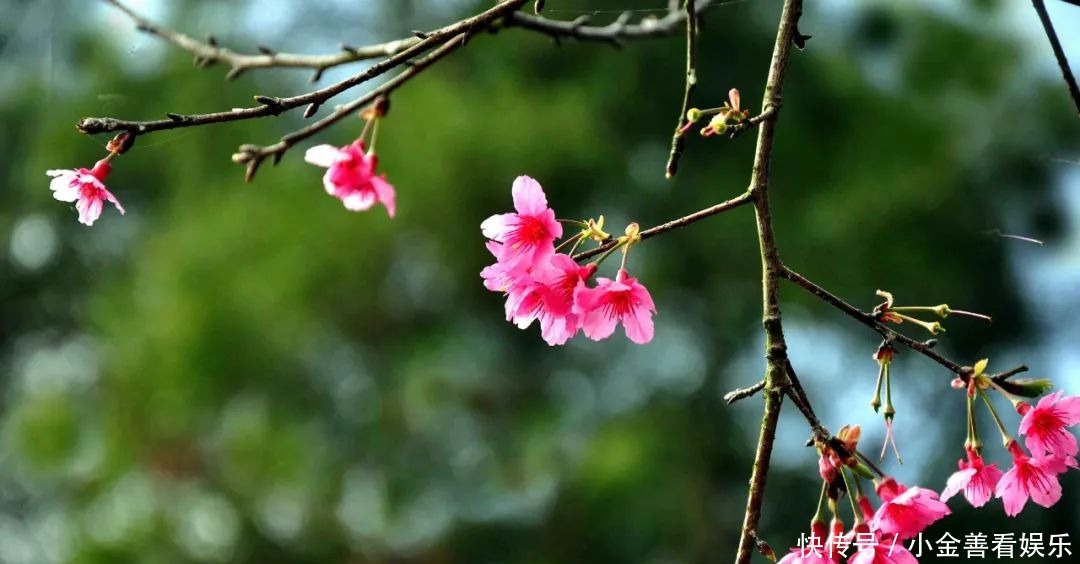 【诗词鉴赏】阳春三月,春日方好,不如在诗词里一起拥抱春天!