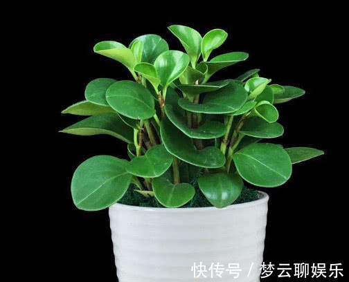 豆瓣绿|豆瓣绿怎么养更鲜艳教你3个小妙招,养出翠绿旺盛的豆瓣绿