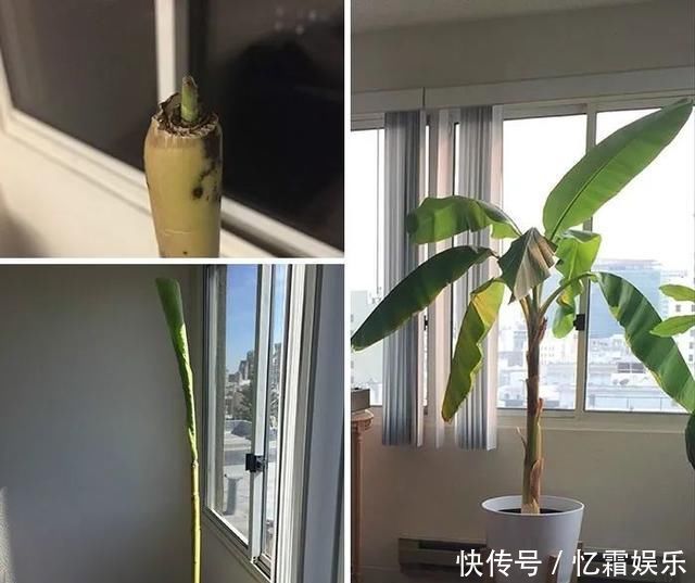 快枯死的绿植在大神手下起死回生,对比图超治愈又励志哇