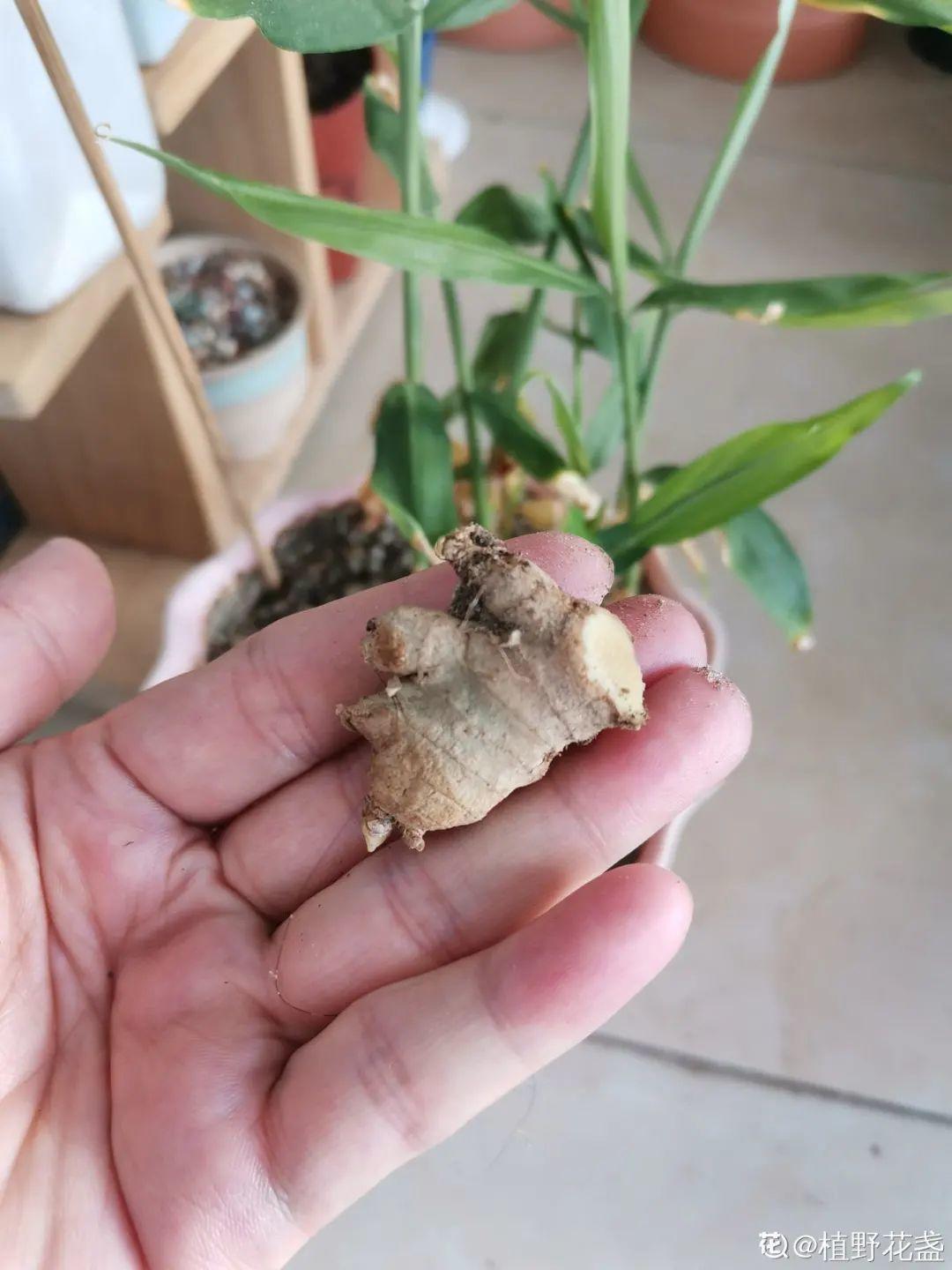 玉米棒子插盆里,7天冒出小森林,比绿萝吊兰好看